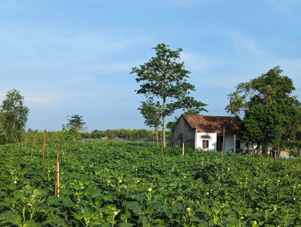 Mẫu cây và bao bì phân bón